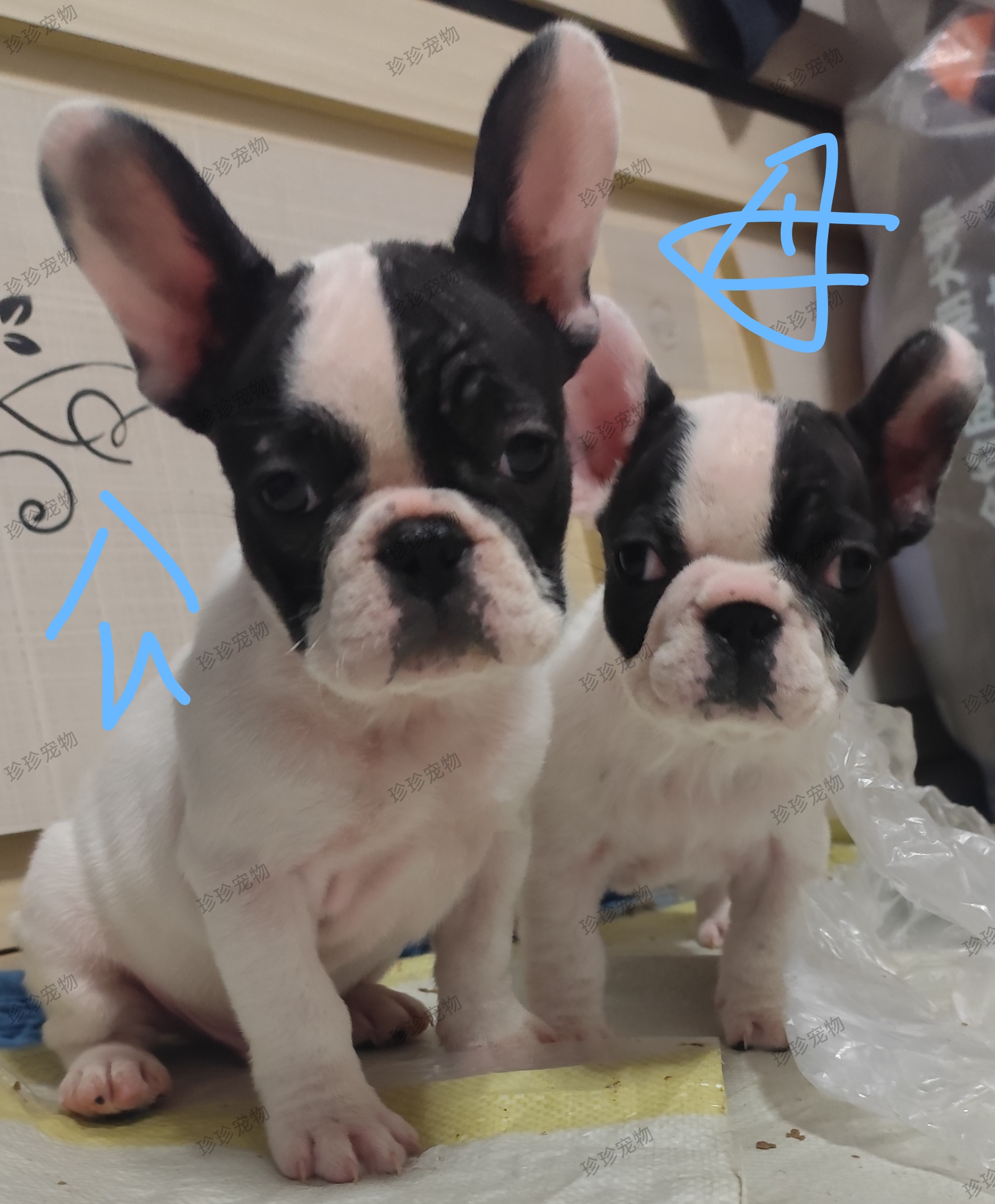 法国斗牛犬幼犬法牛法斗公2月龄健康活泼
